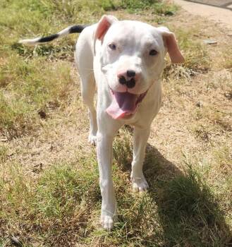 Rescue Boxer Dogs for Adoption in Calera, Alabama - Star | PetCurious
