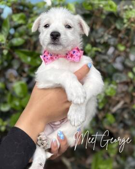 Poodle and German Shepherd Dog Dogs Available for Adoption in South El Monte, California - George | PetCurious