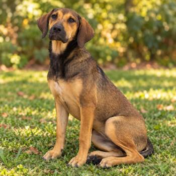 Biffy -  Shepherd and Coonhound Dog for Adoption in Pine Bluff, Arkansas - Biffy | PetCurious