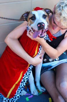 Rescue Mixed Breed Dogs for Adoption in Cincinnati, Ohio - Nick Chubb | PetCurious