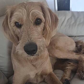 Standard Poodle and Yellow Labrador Retriever Dogs Available for Adoption in Cedar Park, Texas - Bella Rae | PetCurious