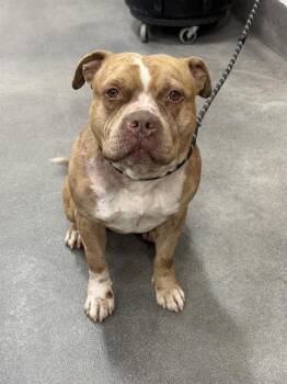 Pit Bull Terrier Dogs Available for Adoption - FLAPJACK | PetCurious