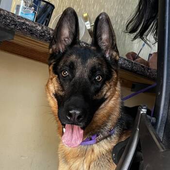 German Shepherd Dog and Mixed Breed Dogs Available for Adoption in Palm Springs, California - Dakota | PetCurious