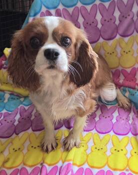 Cavalier King Charles Spaniel Dogs Available for Adoption in Woodsfield, Ohio - BECCA | PetCurious