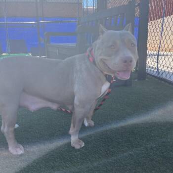 Zula -  Mixed Breed Dog for Adoption in Medford Lakes, New Jersey - Zula | PetCurious