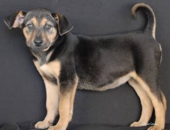 Chow Chow and Beagle Dogs Available for Adoption - Imre | PetCurious