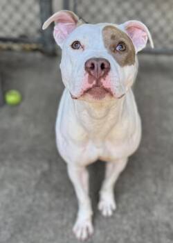 Pit Bull Terrier Dogs Available for Adoption in Chicago, Illinois - Kelsie | PetCurious
