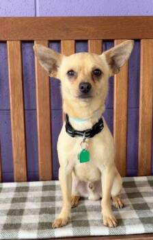Chihuahua Dogs Available for Adoption in North Prairie, Wisconsin - **PETER** | PetCurious