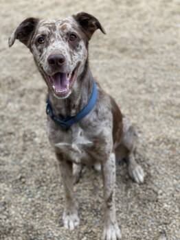 Chewbacca -  Catahoula Leopard Dog Dog for Adoption in Lacon, Illinois - Chewbacca | PetCurious