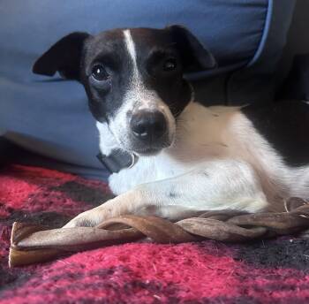 Dennis -  Jack Russell Terrier and Rat Terrier Dog for Adoption in Foley, Alabama - Dennis | PetCurious