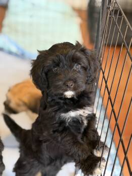 Poodle and Wheaten Terrier Dogs Available for Adoption in Burbank, California - Skink | PetCurious