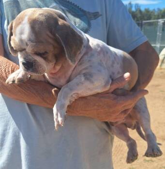 Rescue Shih Tzu Dogs for Adoption in Los Angeles, California - Kevin | PetCurious