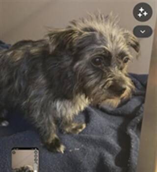 ITSY BITSY -  Shih Tzu and Mixed Breed Dog for Adoption in Albuquerque, New Mexico - ITSY BITSY | PetCurious