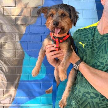 Hairy Styles -  Yorkshire Terrier Dog for Adoption in Chicago, Illinois - Hairy Styles | PetCurious