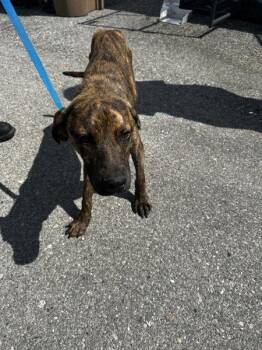 Ace -  Pit Bull Terrier Dog for Adoption in Mobile, Alabama - Ace | PetCurious