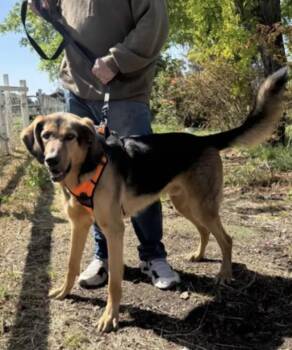 Hound and Coonhound Dogs Available for Adoption in Davis, California - Pogo | PetCurious