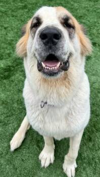 Rescue Anatolian Shepherd Dogs for Adoption - Annabelle | PetCurious