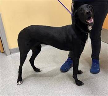 German Shorthaired Pointer and Mixed Breed Dogs Available for Adoption in Tustin, California - NEPTUNE | PetCurious