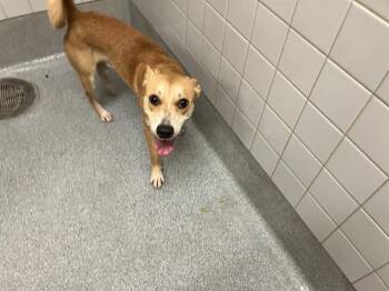 Rescue Labrador Retriever and Basenji Dogs for Adoption in Tustin, California - COOPER | PetCurious