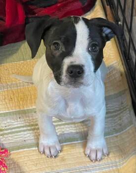 Maxine -  Mixed Breed Dog for Adoption in Berwick, Maine - Maxine | PetCurious