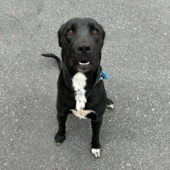 Belladonna -  Black Labrador Retriever and Mixed Breed Dog for Adoption in Concord, North Carolina - Belladonna | PetCurious