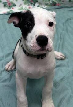 261317  Gratuity Tucci -  American Bulldog Dog for Adoption in Wetumpka, Alabama - 261317  Gratuity Tucci | PetCurious