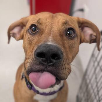 Darcy -  Mixed Breed Dog for Adoption in Naperville, Illinois - Darcy | PetCurious