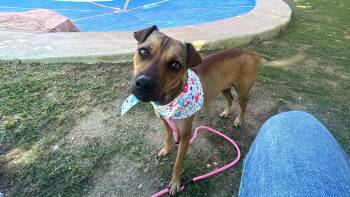 Sissi -  Rhodesian Ridgeback and Black Mouth Cur Dog for Adoption in Humacao, Humacao - Sissi | PetCurious