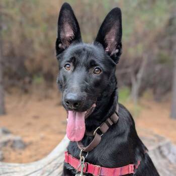German Shepherd Dog Dogs Available for Adoption in Oakland, California - Napa | PetCurious