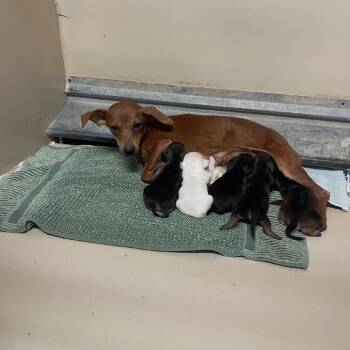 Shelly 07-1514 -  Dachshund and Chihuahua Dog for Adoption in Tyrone, Georgia - Shelly 07-1514 | PetCurious