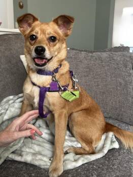Junie -  Terrier Dog for Adoption in Mundelein, Illinois - Junie | PetCurious