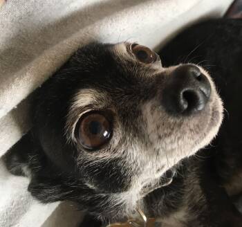 Rescue Chihuahua Dogs for Adoption in La Crescent, Minnesota - Pup | PetCurious