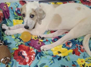 Angel -  Great Pyrenees and Labrador Retriever Dog for Adoption in York, South Carolina - Angel | PetCurious