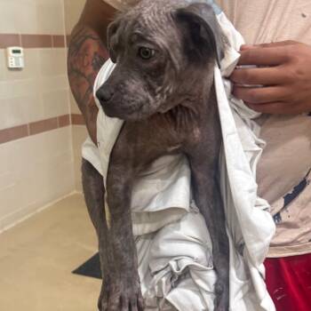 Sphynx -  Mixed Breed Dog for Adoption in Winston-salem, North Carolina - Sphynx | PetCurious