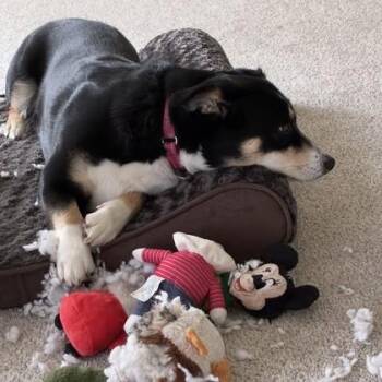 Mixed Breed Dogs Available for Adoption in Wheaton, Illinois - Athena | PetCurious