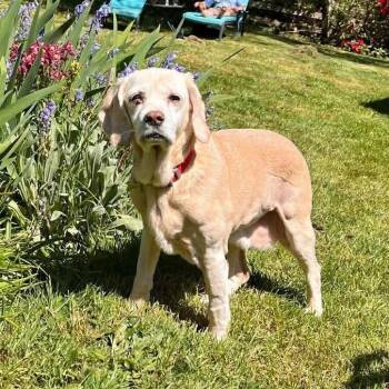 Beagle and Terrier Dogs Available for Adoption in St. Helens, Oregon - Tibby | PetCurious
