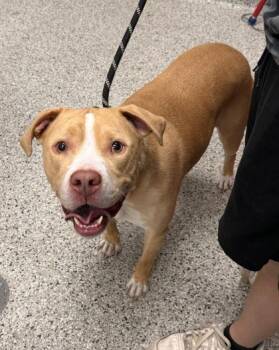Pac-Man -  Pit Bull Terrier and Mixed Breed Dog for Adoption in Kansas City, Missouri - Pac-Man | PetCurious