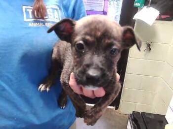 Australian Cattle Dog Blue Heeler and German Shepherd Dog Dogs Available for Adoption in Tulsa, Oklahoma - JOSH | PetCurious