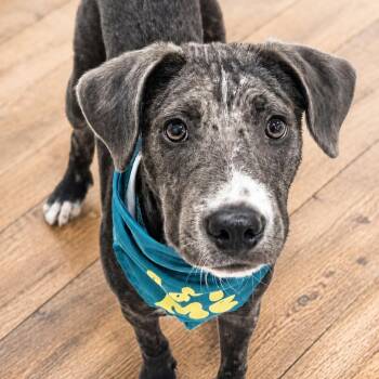Wally -  Catahoula Leopard Dog Dog for Adoption in Brentwood, Tennessee - Wally | PetCurious