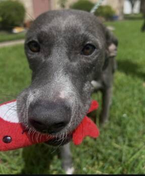 Lady Rose -  American Staffordshire Terrier and Labrador Retriever Dog for Adoption in South Houston, Texas - Lady Rose | PetCurious