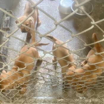 Yellow Labrador Retriever Dogs Available for Adoption in Austin, Texas - Lashell | PetCurious