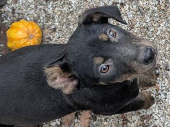 Rescue Coonhound Dogs for Adoption in Osceola, Missouri - Pugsly | PetCurious