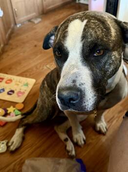 Daisy -  Pit Bull Terrier Dog for Adoption in Tucson, Arizona - Daisy | PetCurious
