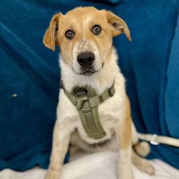 Australian Cattle Dog Blue Heeler and Shepherd Dogs Available for Adoption - General | PetCurious