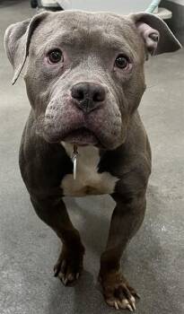 Pit Bull Terrier Dogs Available for Adoption - BENICIA | PetCurious