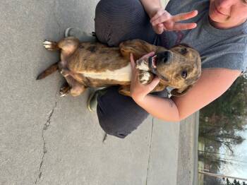Pit Bull Terrier Dogs Available for Adoption in Zimmerman, Minnesota - Billy | PetCurious