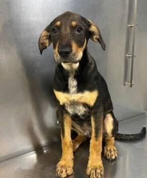 Canyon (p) -  Mixed Breed Dog for Adoption in New York, New York - Canyon (p) | PetCurious