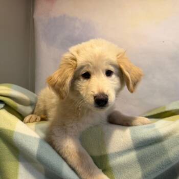 Sal -  Mixed Breed Dog for Adoption in Fredericksburg, Virginia - Sal | PetCurious