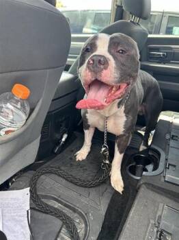 BUBS -  American Staffordshire Terrier Dog for Adoption in San Antonio, Texas - BUBS | PetCurious