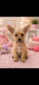 Dustin -  Yorkshire Terrier and Chihuahua Dog for Adoption in Cedartown, Georgia - Dustin | PetCurious